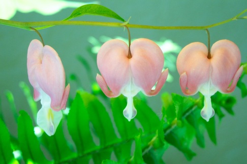 3 pink flowers hanging from a stem