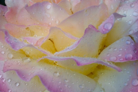 closeup of pink rose with water drops