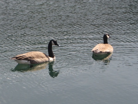 2 ducks