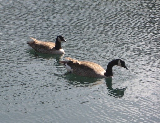 2 ducks